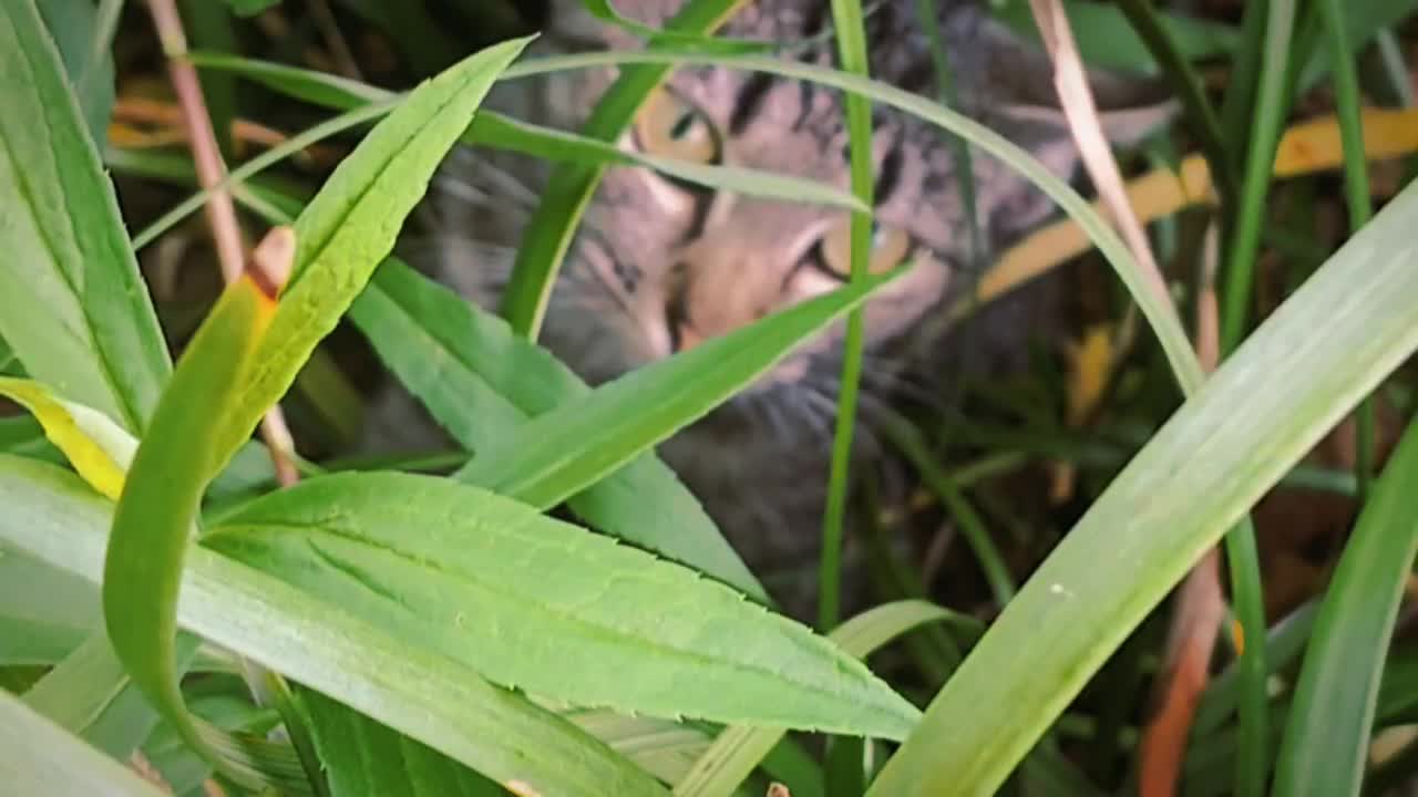 @Brii 🐈&zwj;⬛