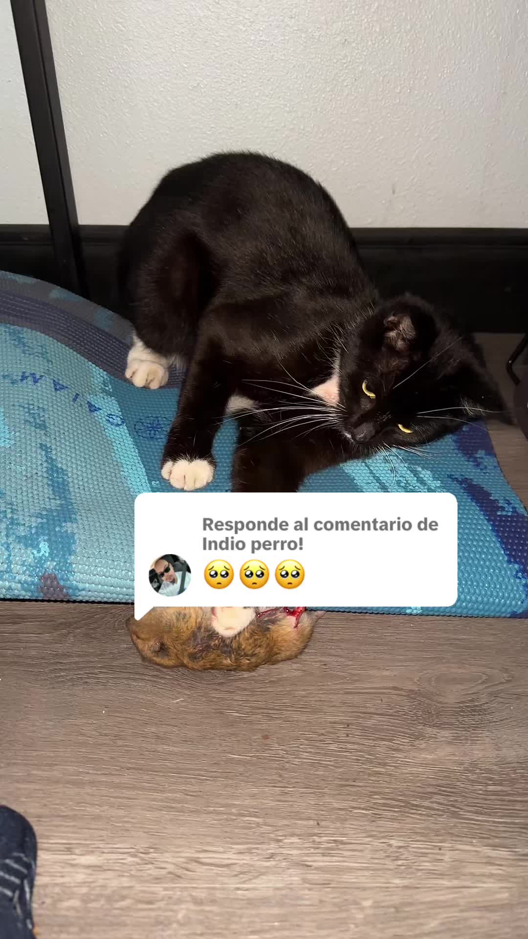 @Zulema
