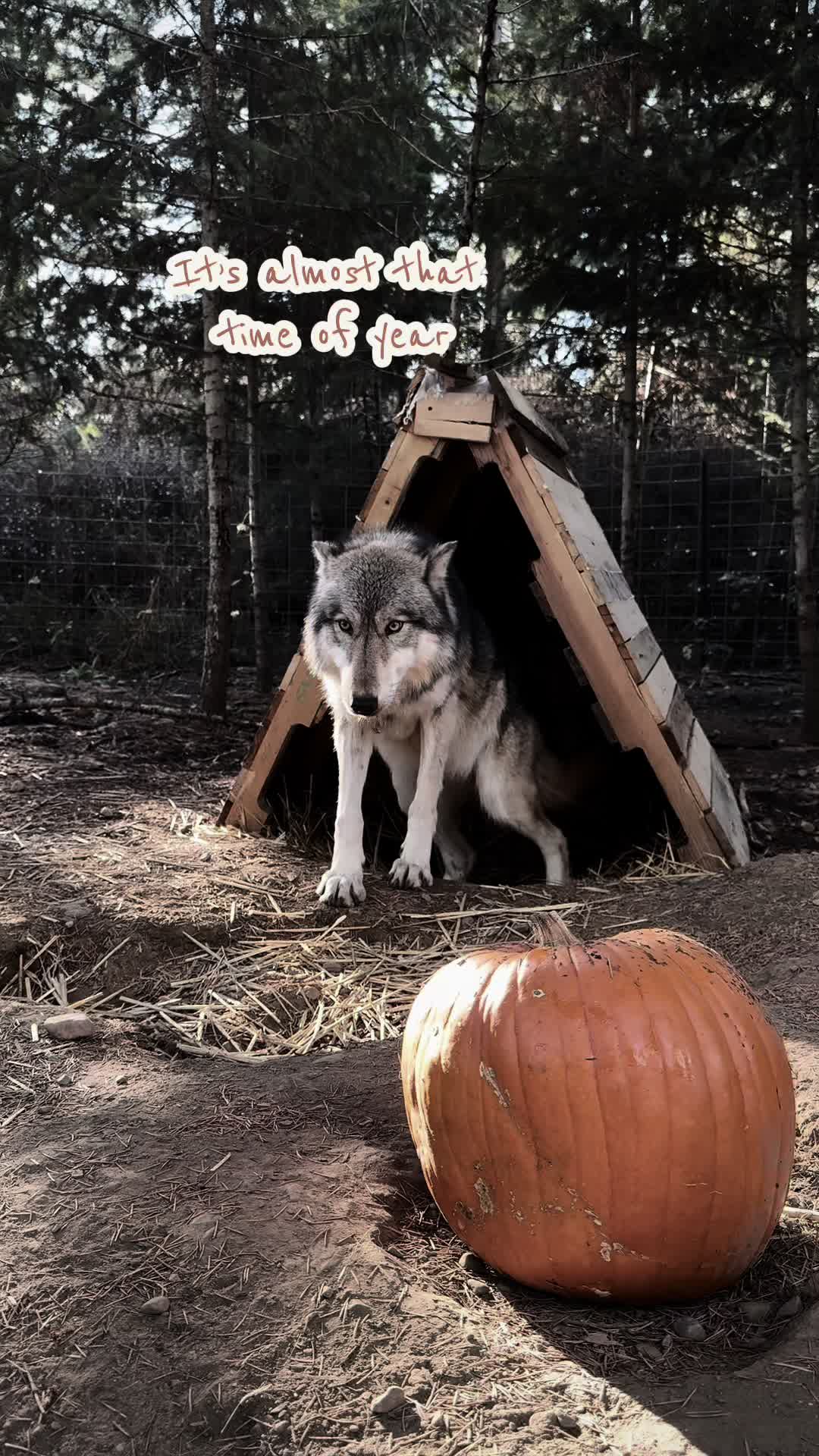 @NWWolfdogs