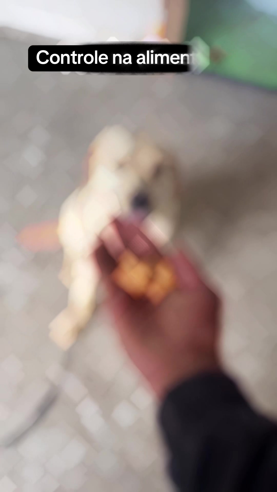 @dogsagaz