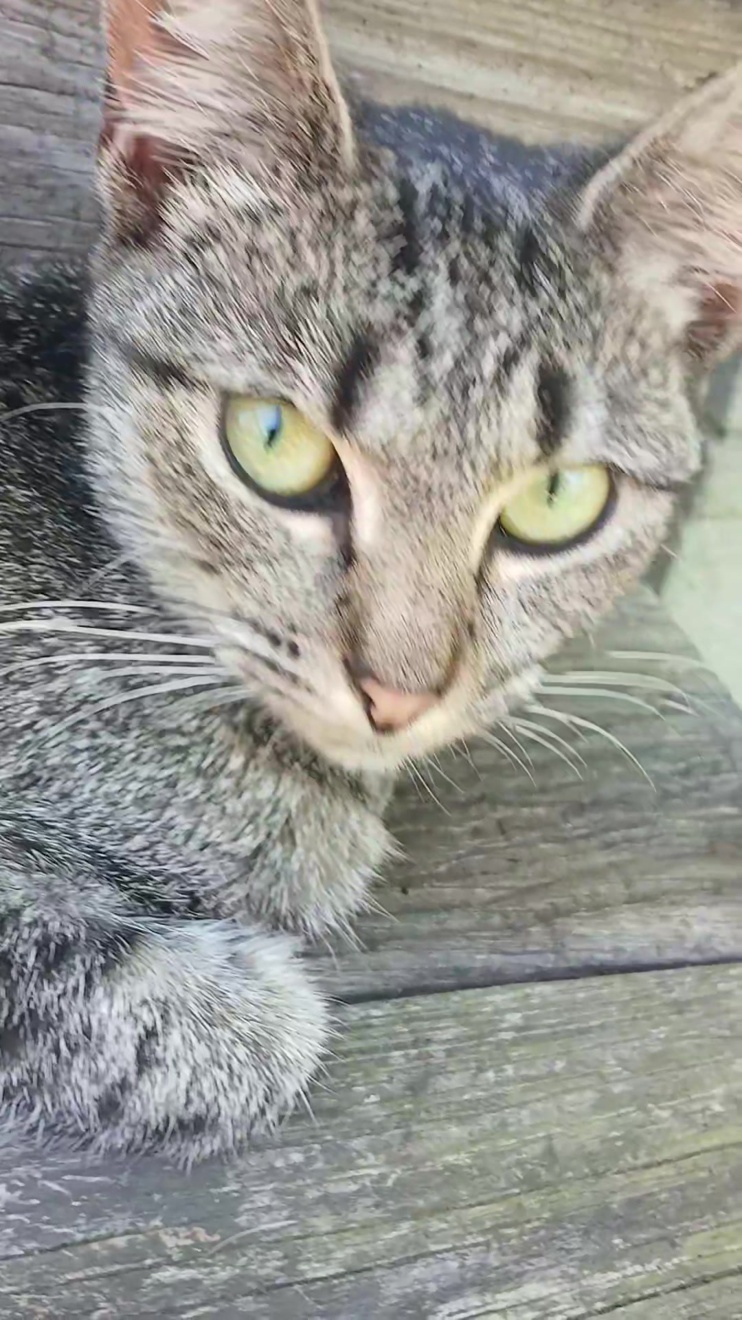 @Brii 🐈⬛