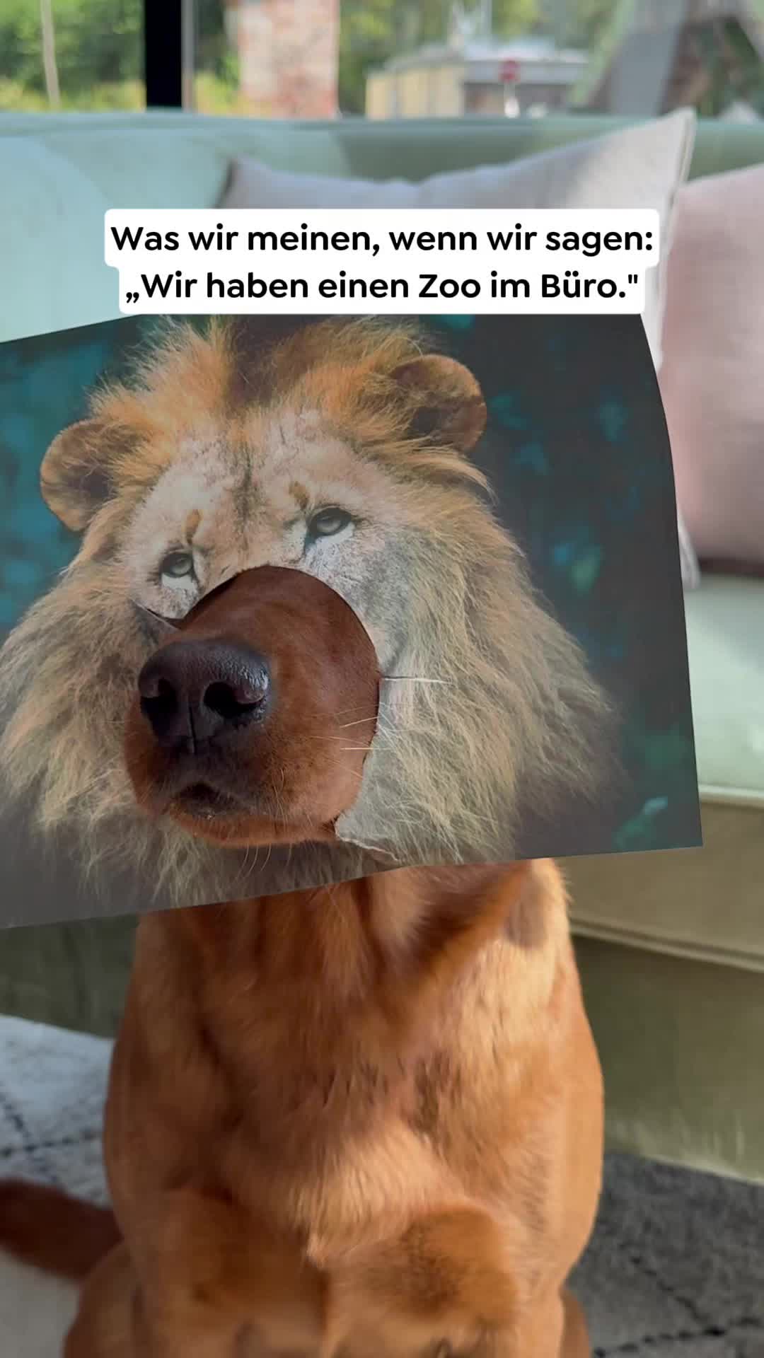 @wow.pet