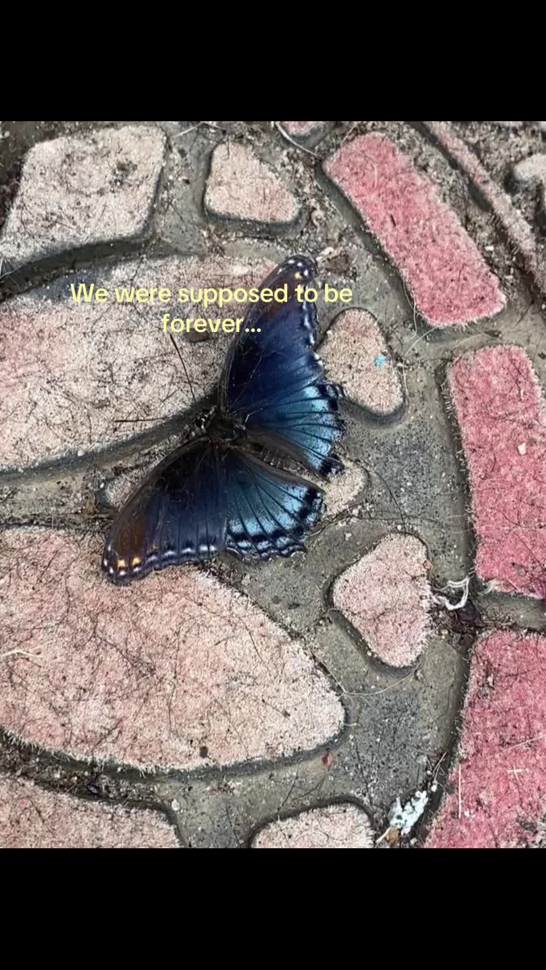 @🌷🪿🐞11:11🐞🪿🌷