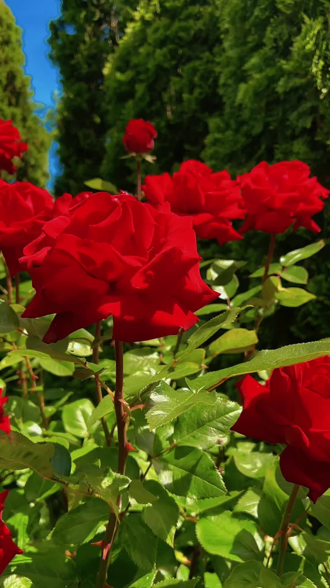 @corazonviajero3345