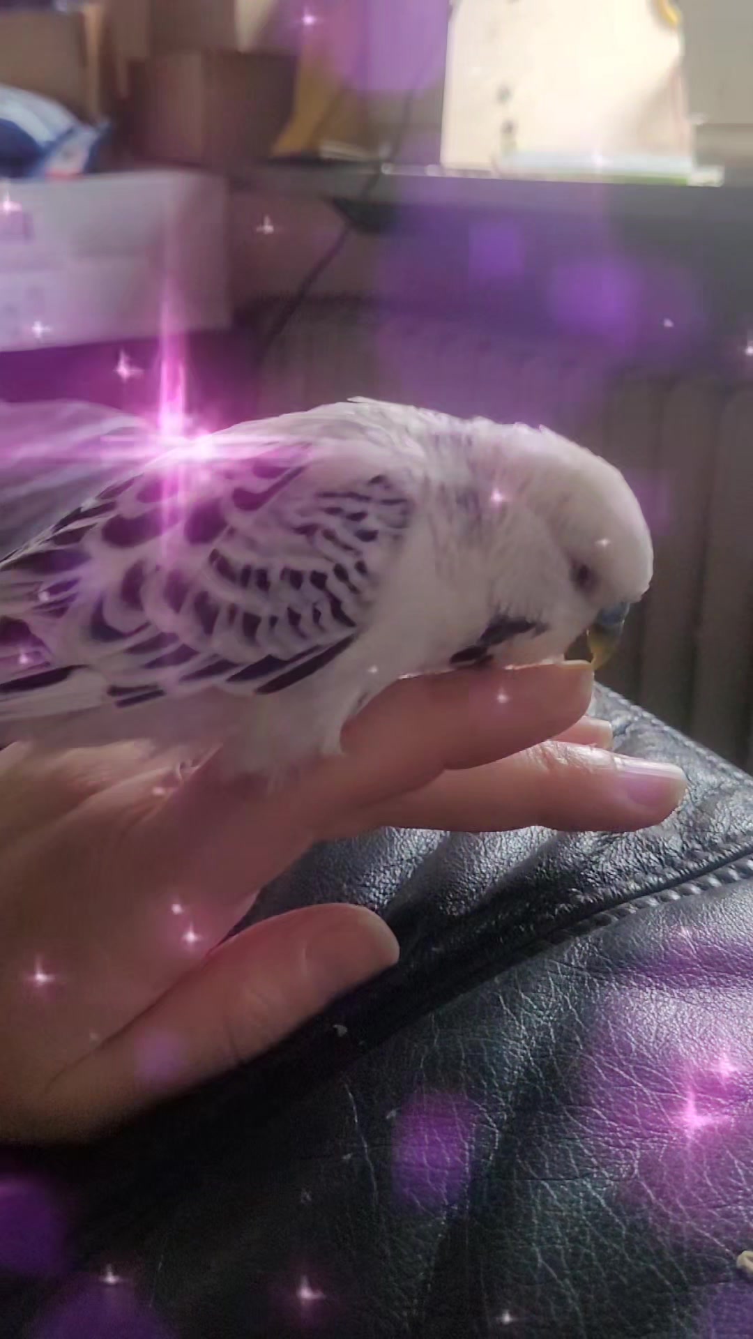 @Taha the Budgie