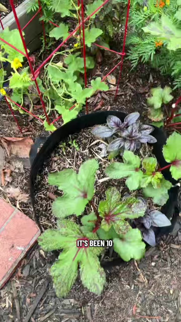 @oakland_garden_gal