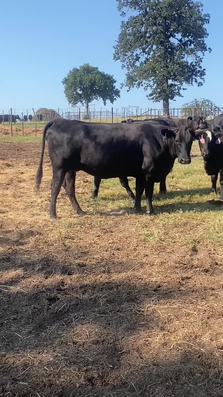 @Rutherford Land and Cattle