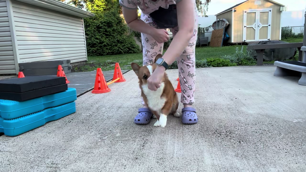 @South Jersey Corgi Rescue