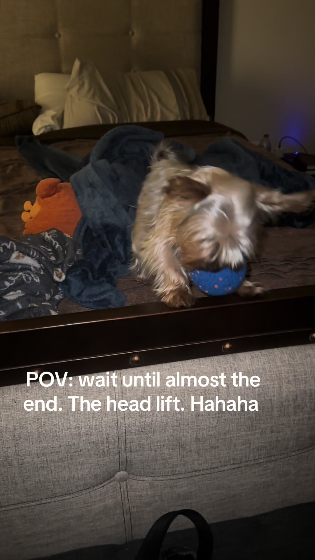 @Penny the Yorkie