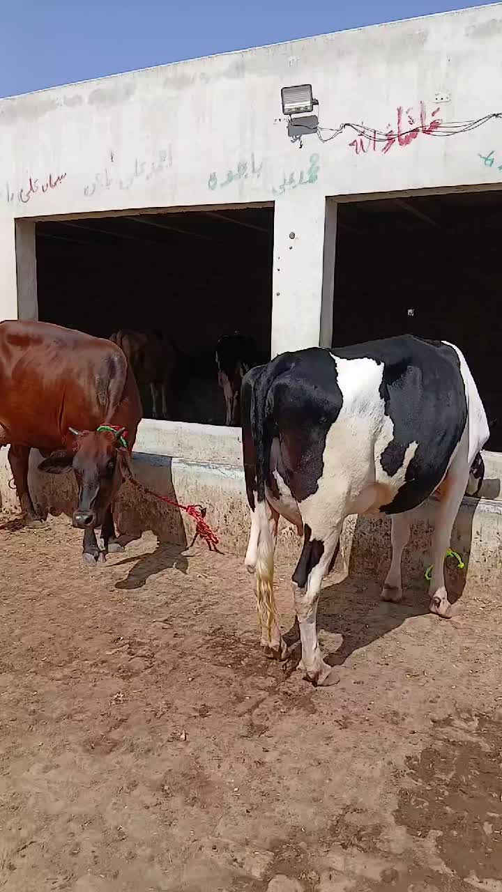 @Farming and Business Ideas