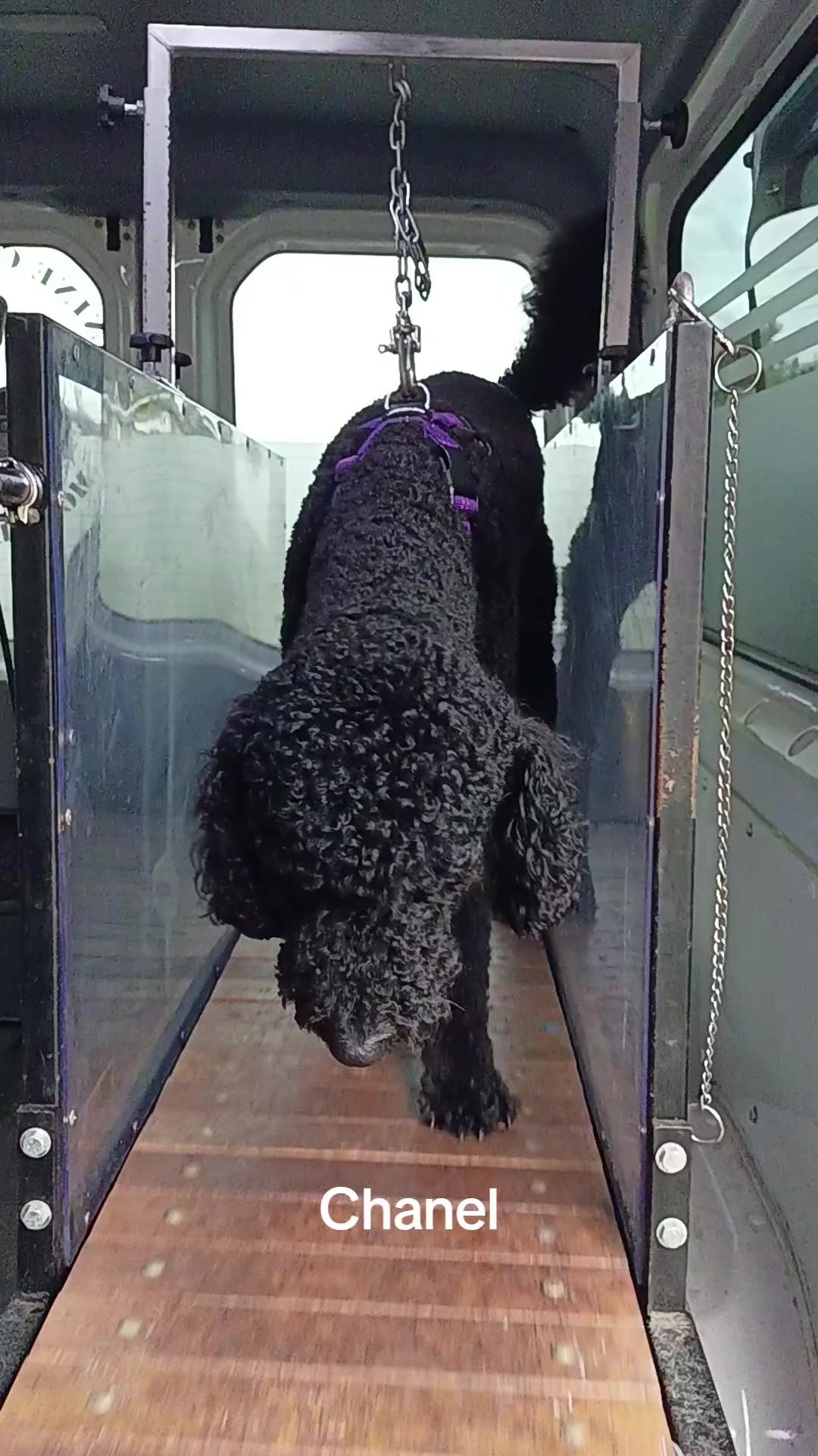 @Canine Conditioning