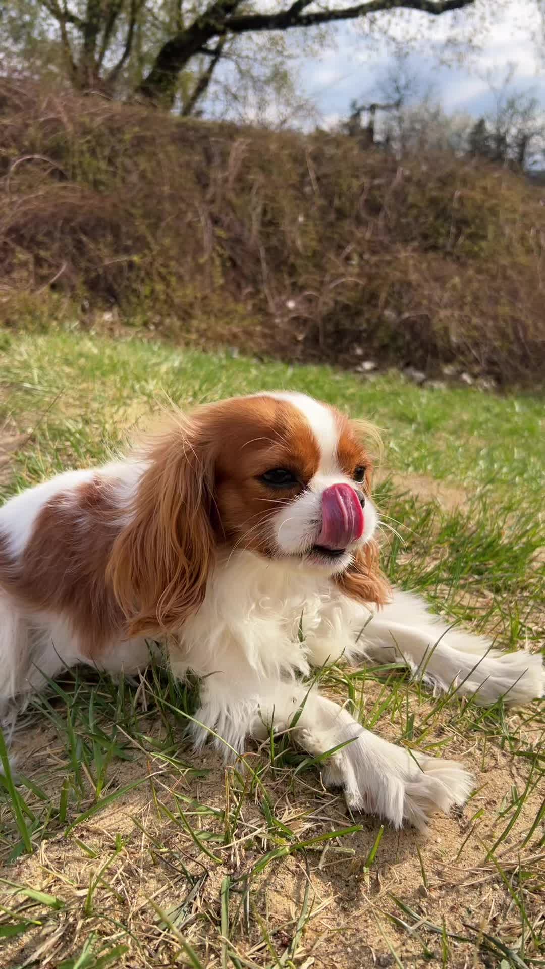 @Lilly Cavalier 🐶