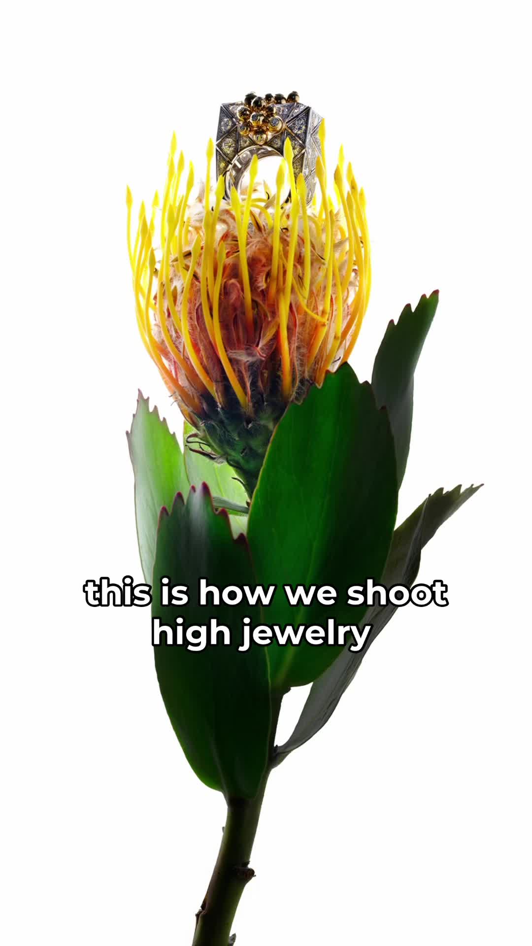 @VIVIENNE & TAMAS