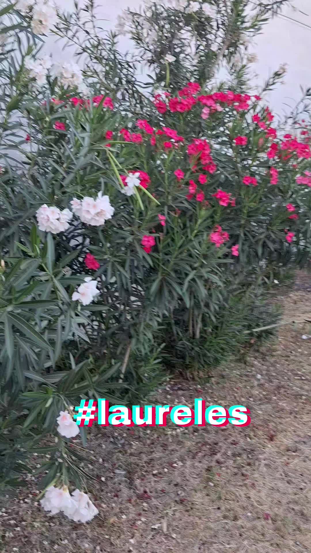 @😍 𝓢𝓾𝓼𝓼𝓲𝓮 𝓠 ' 😍