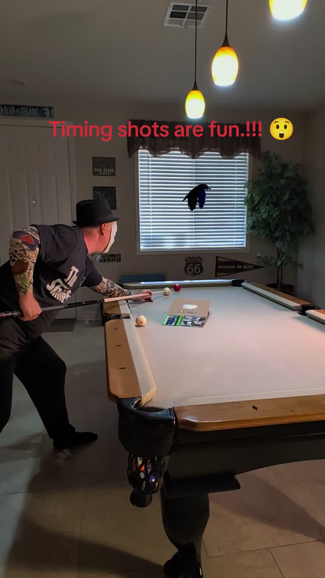 @Moonshine Pauly