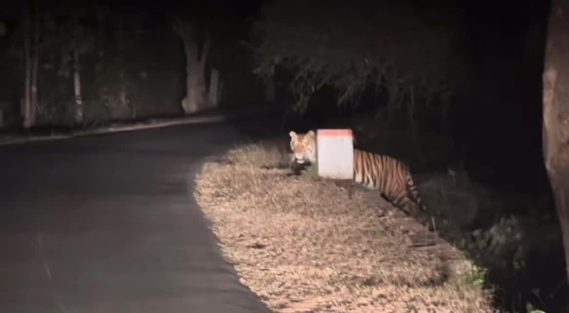 @ღ # 𝑻𝑰𝑮𝑹𝑬𝑺𝑺. 🐅 ❦