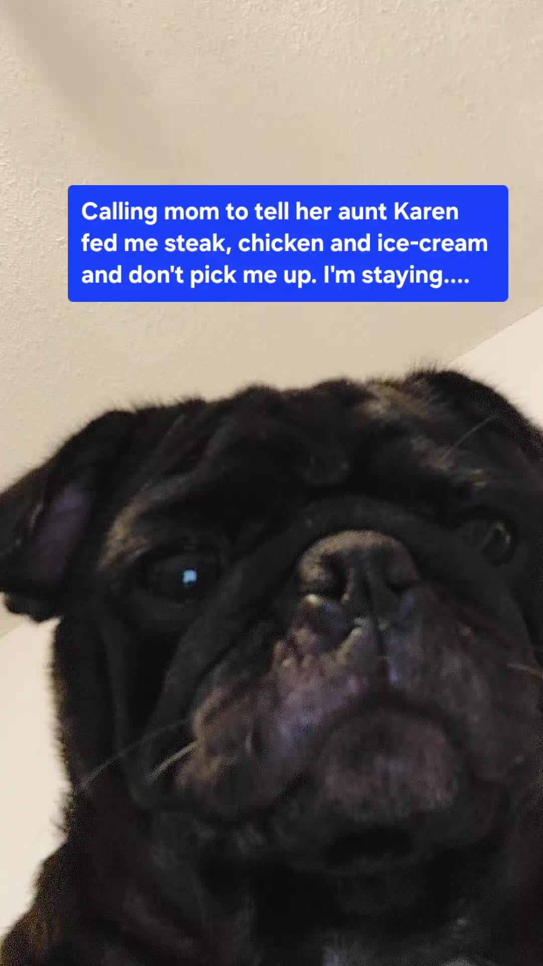 @Kiki&Cupid Thepugster