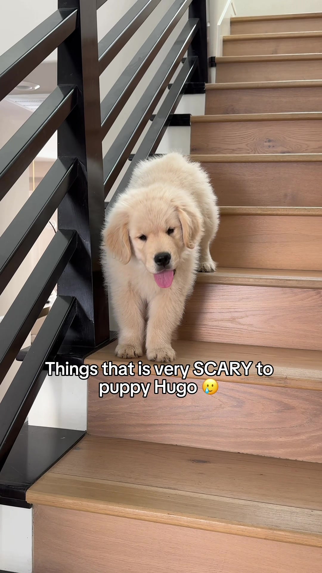 @Maui, Ruby +Hugo