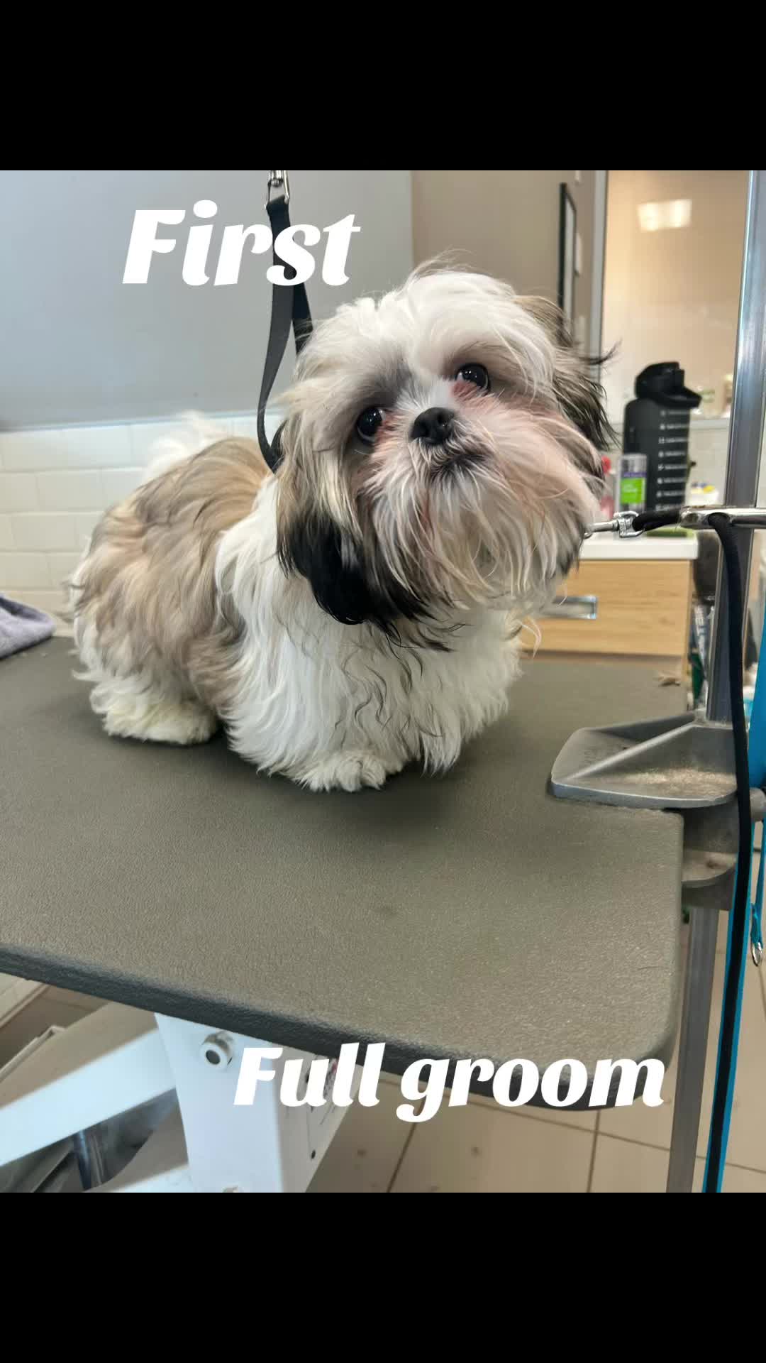 @The Dapper Doggies
