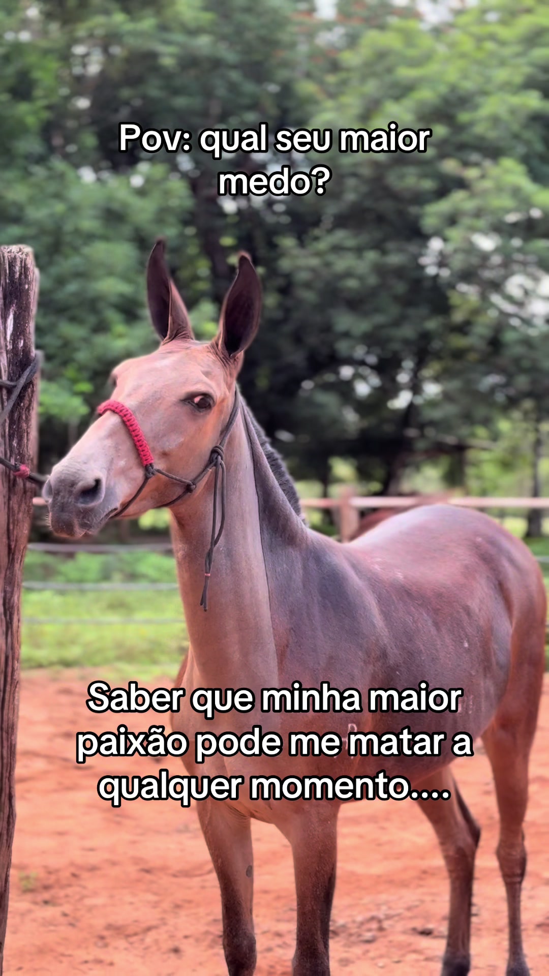 @JP_FREITAS.06