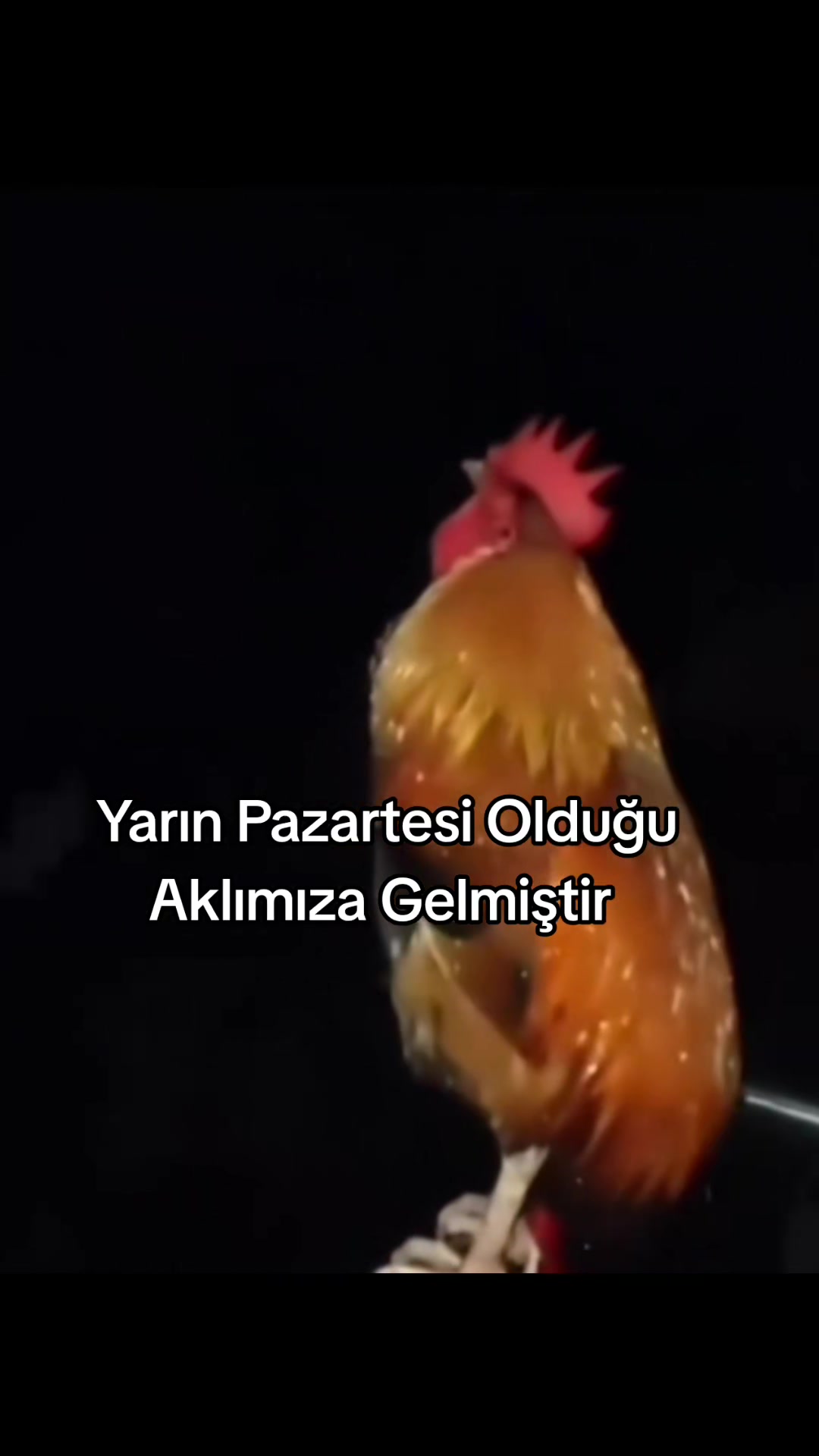 @Furkann27