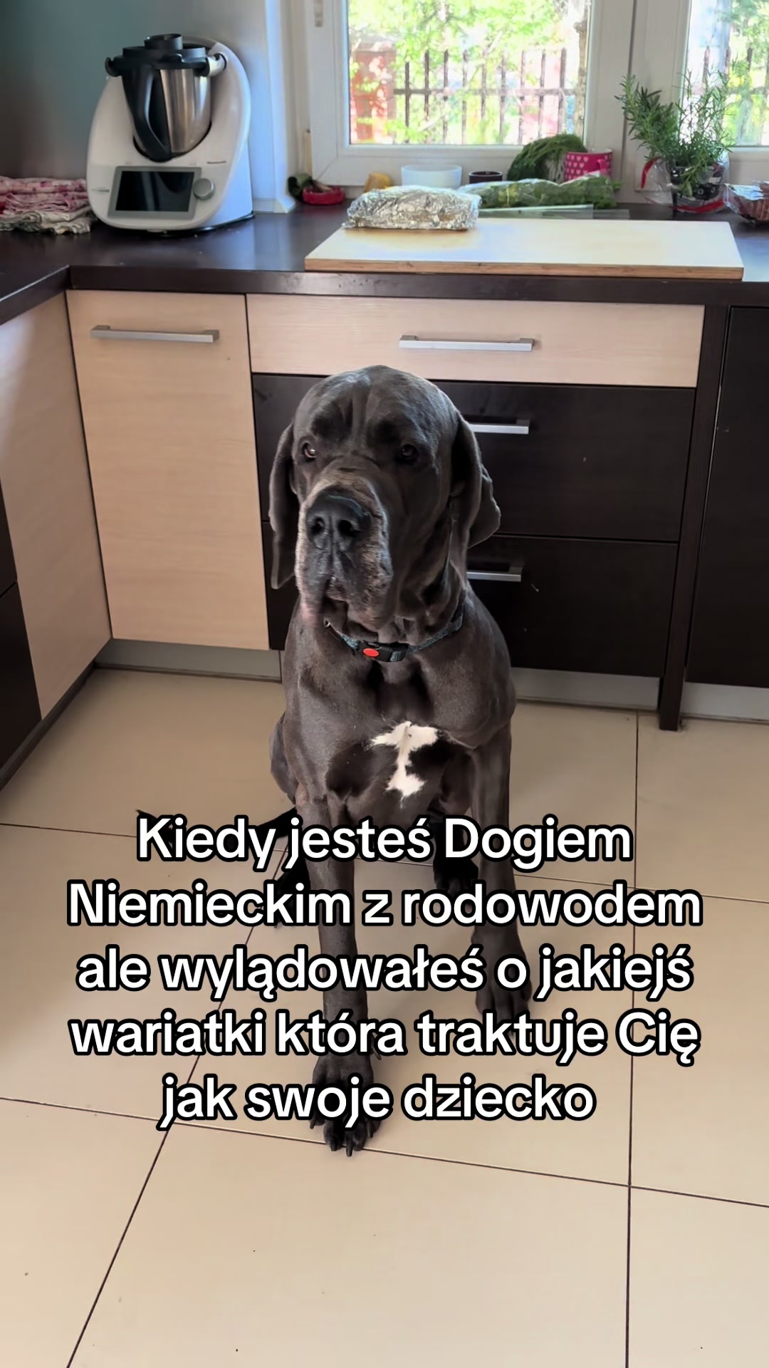 @It&rsquo;s a dog
