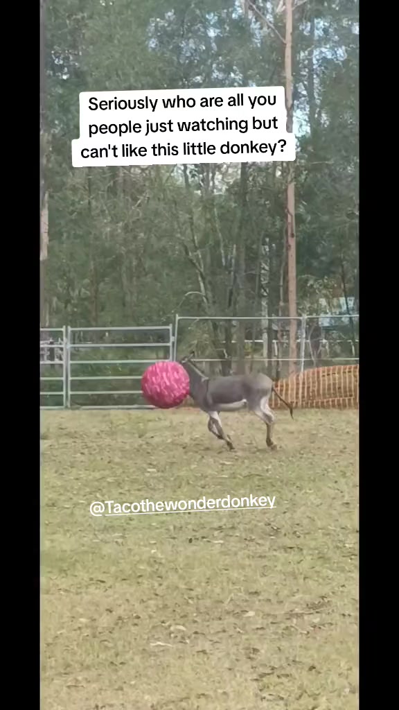 @Tacothewonderdonkey