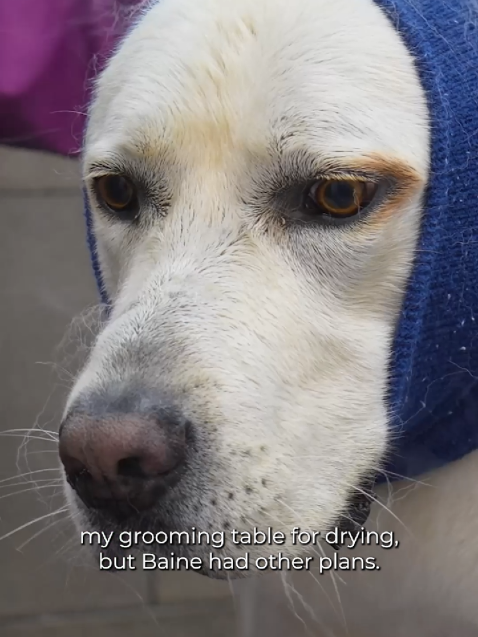 @Girl With The Dogs