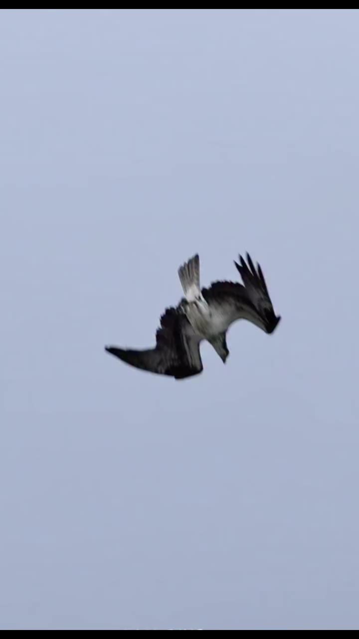 @🦅ZA_KO🦅