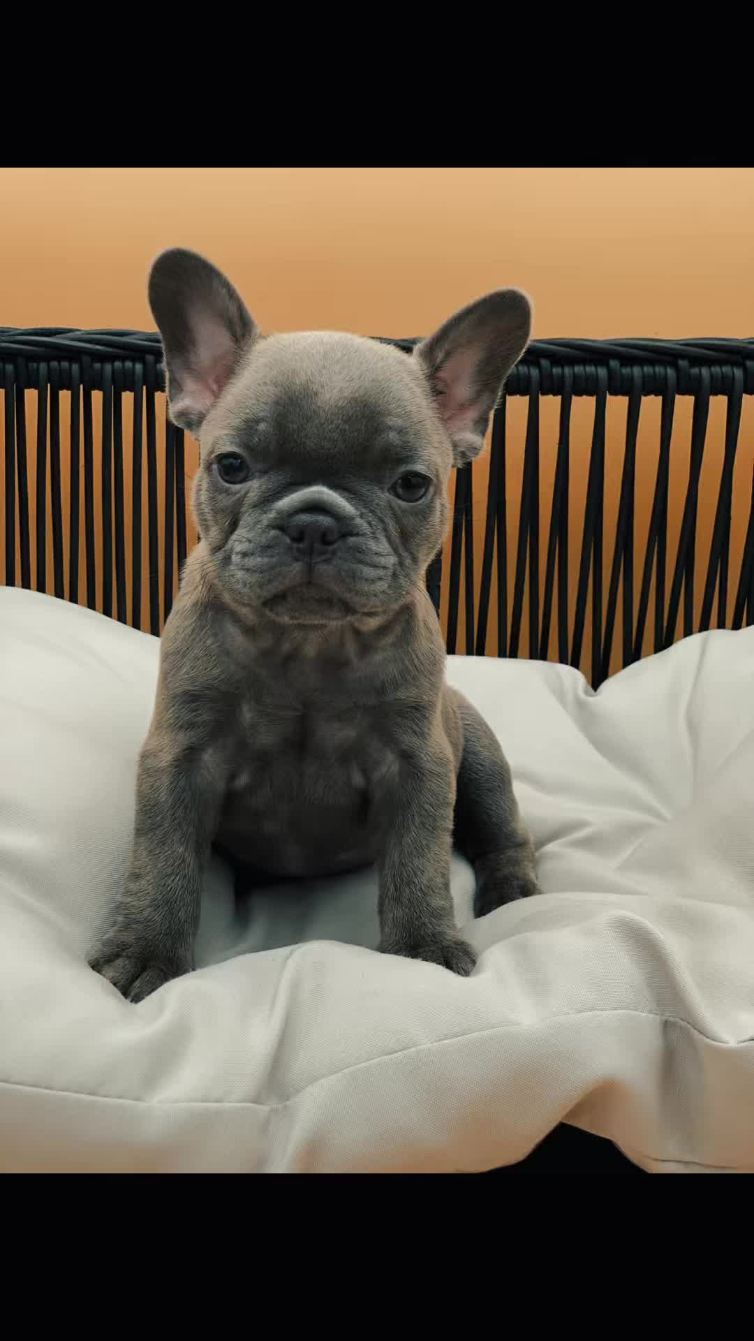 @Flyazz Frenchie Papa