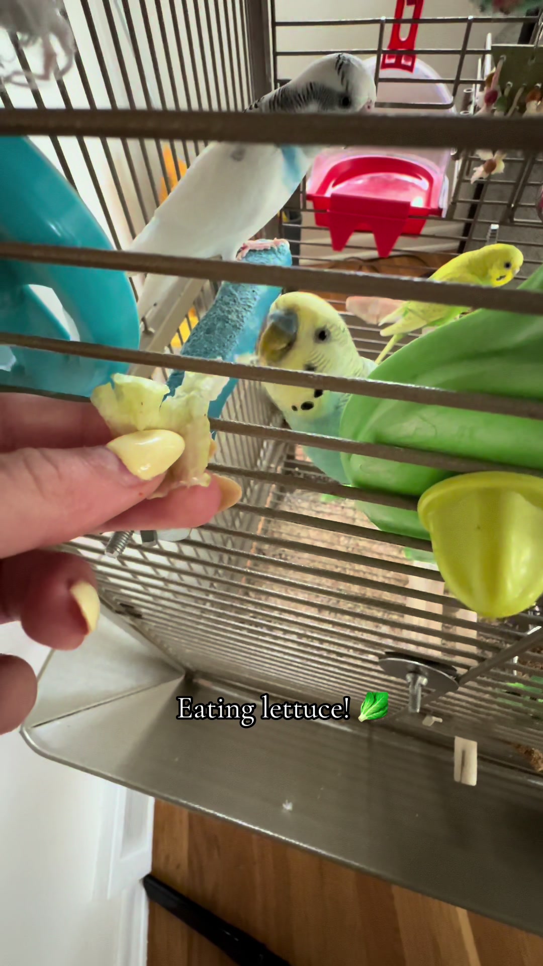 @The budgie trio