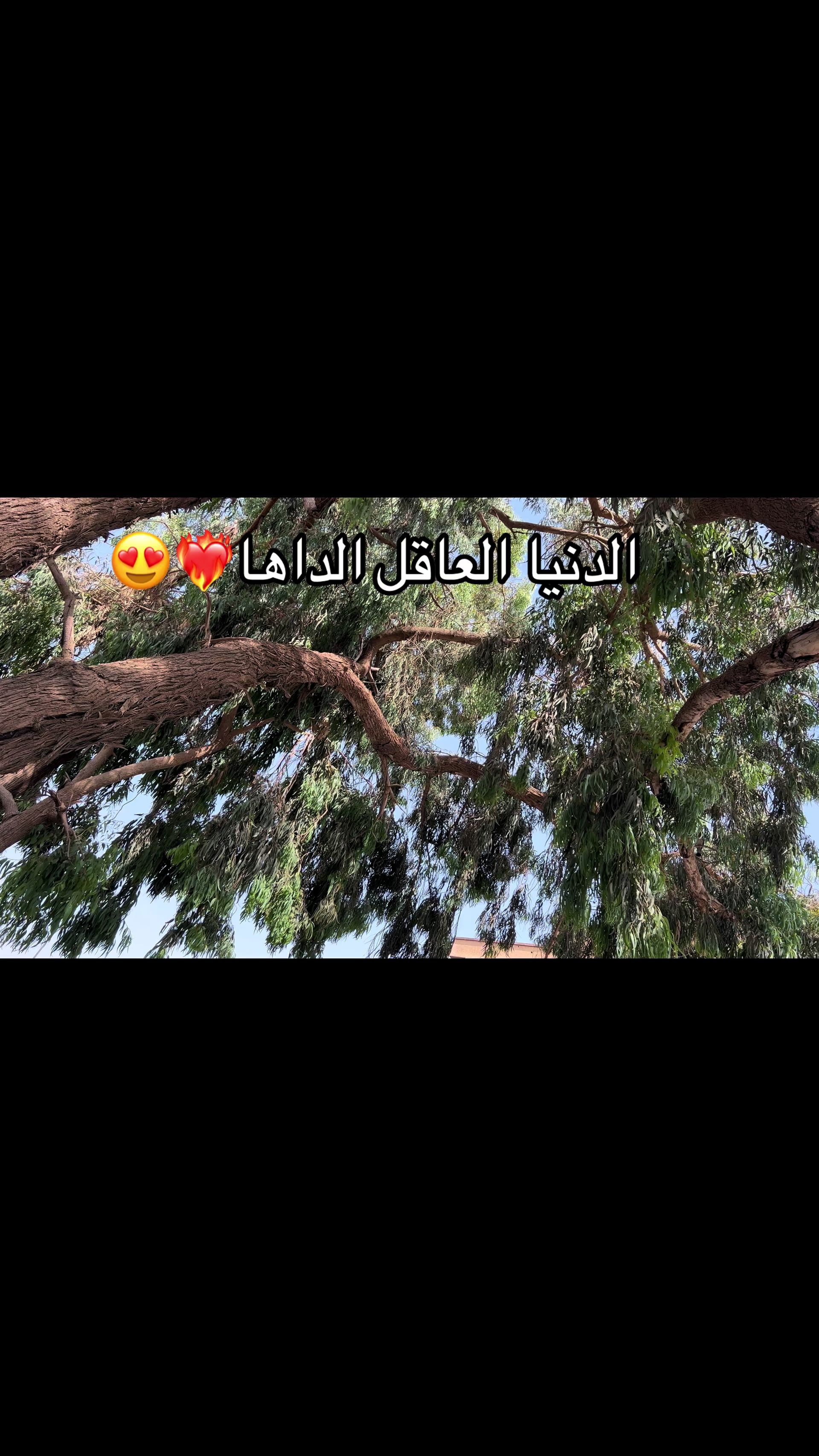 @𝙈𝙖𝙢𝙤𝙪𝙣 𝘽𝙤𝙪𝙖𝙧𝙤𝙙𝙟