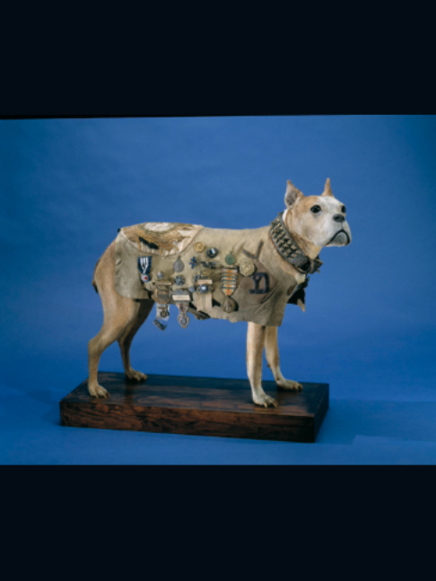 @Animals That Made History