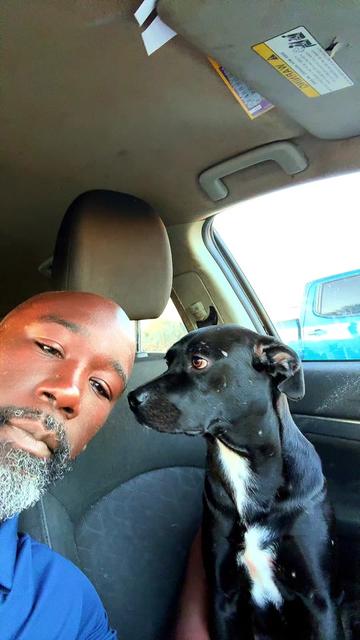 @Dogs in blue