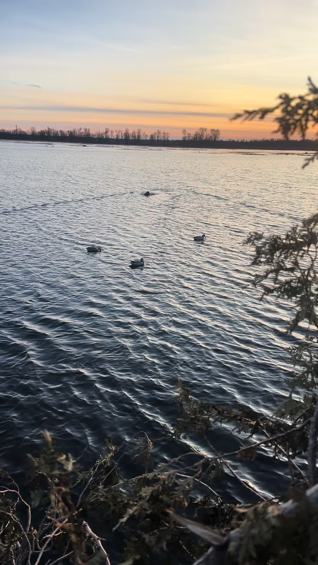 @akgwtrfwl🦆