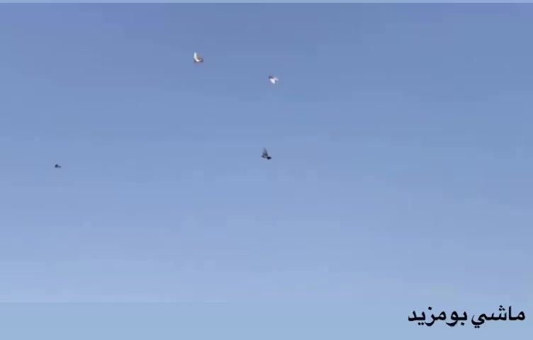 @thamer.alfadel