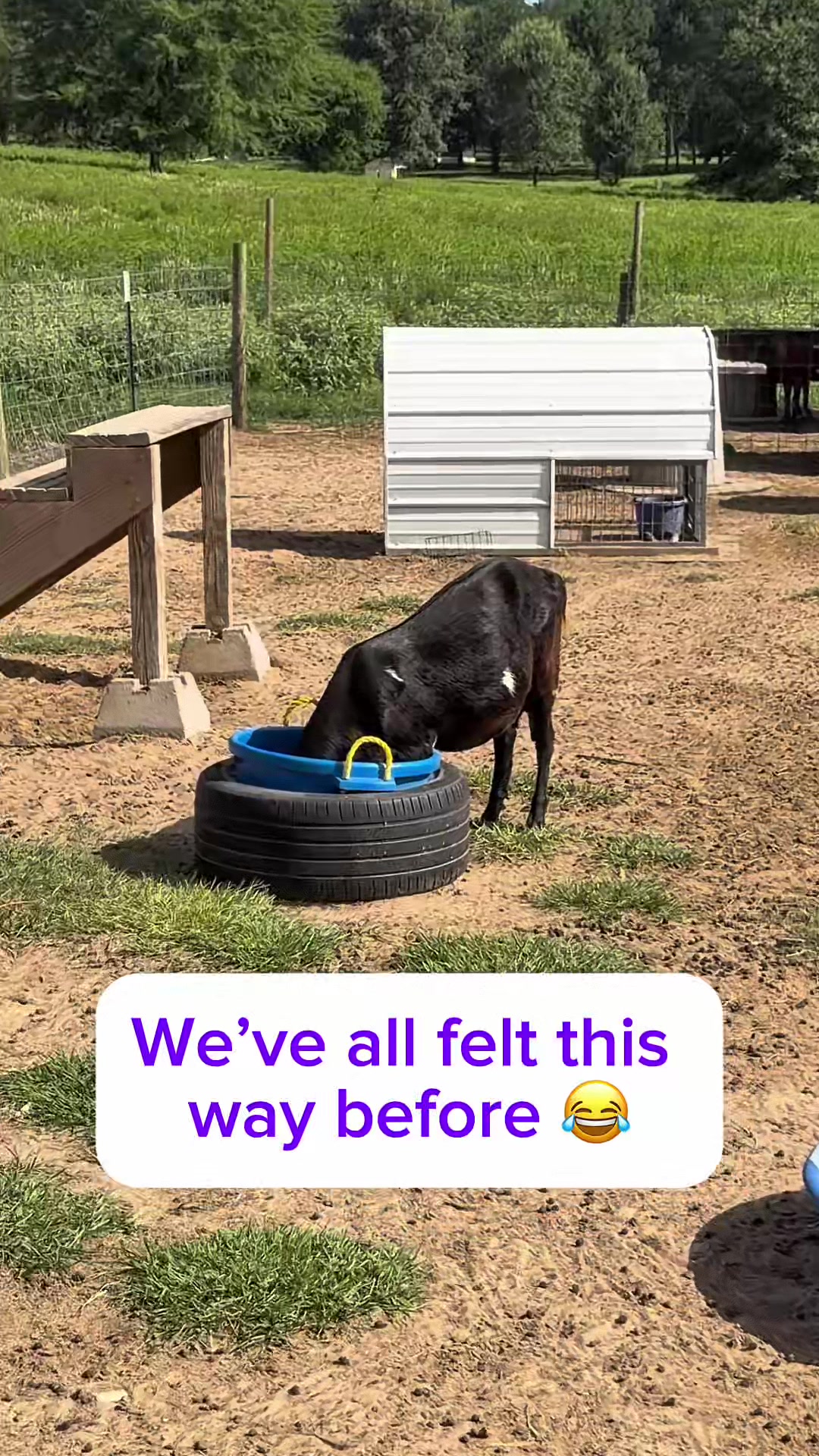 @Heart & Hoof Homestead