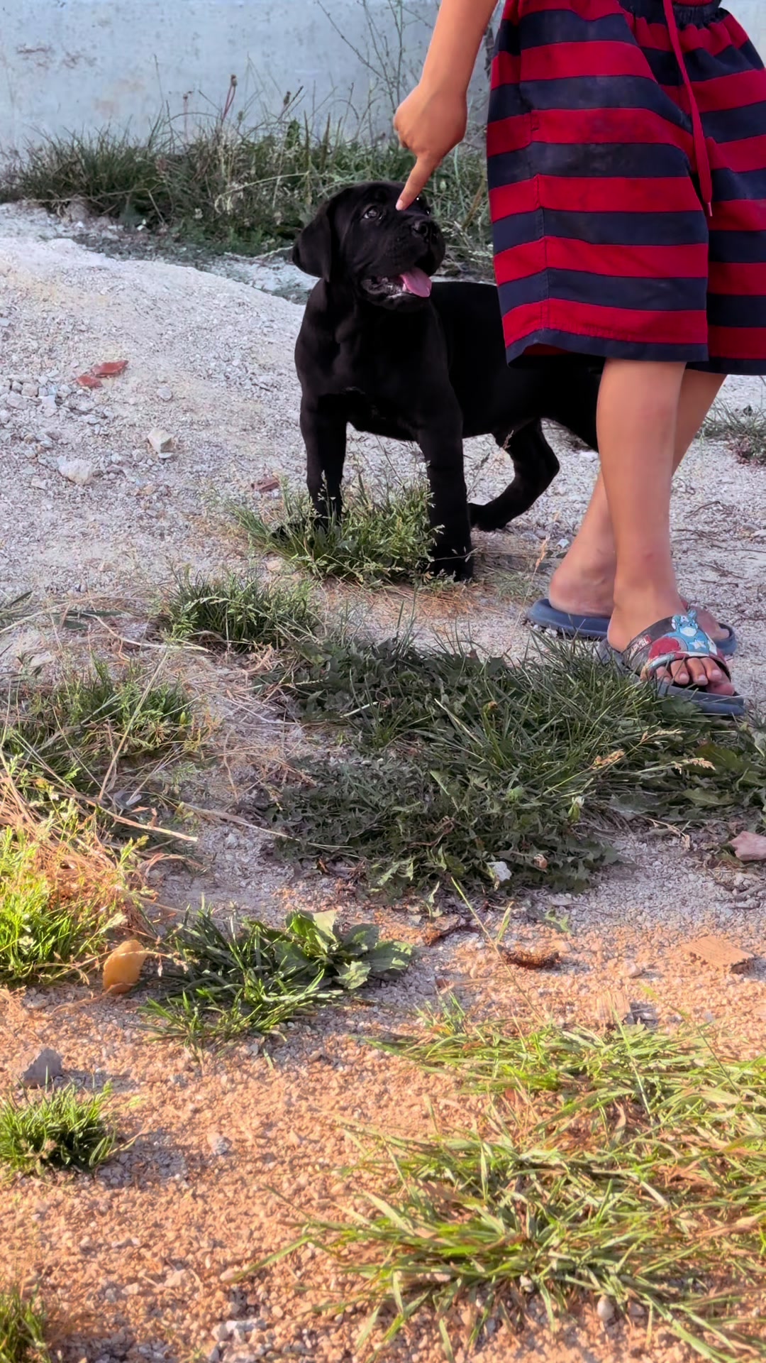 @NeroCaneCorsoKennel