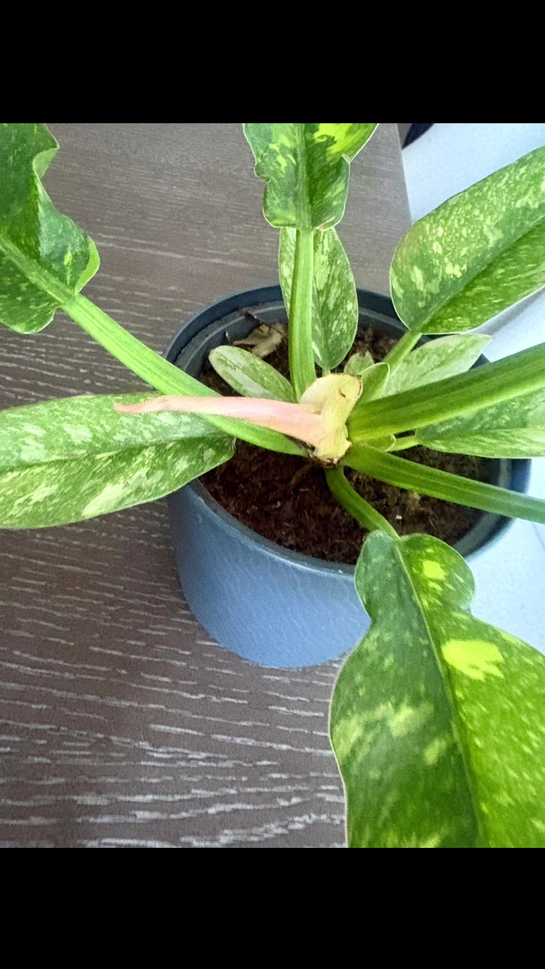 @Courtney &ldquo;DaPettyPlantDad&rdquo;