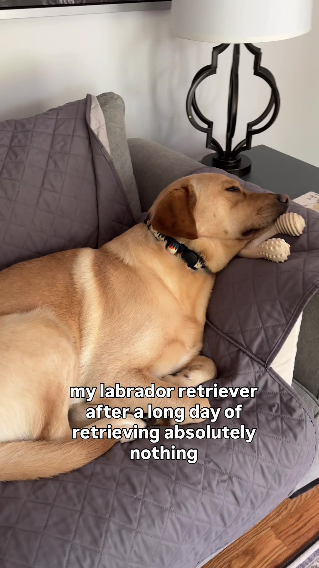 @Lord Jack The Yellow Lab