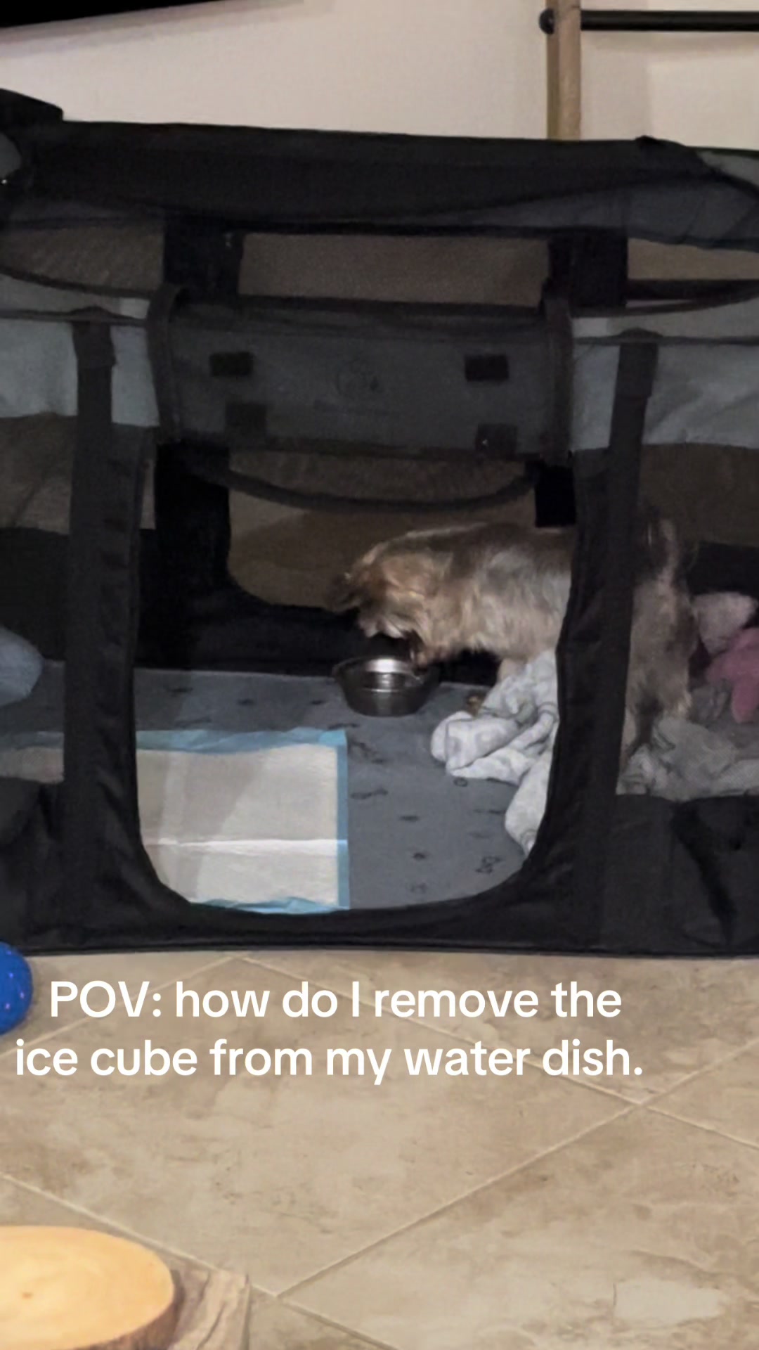 @Penny the Yorkie