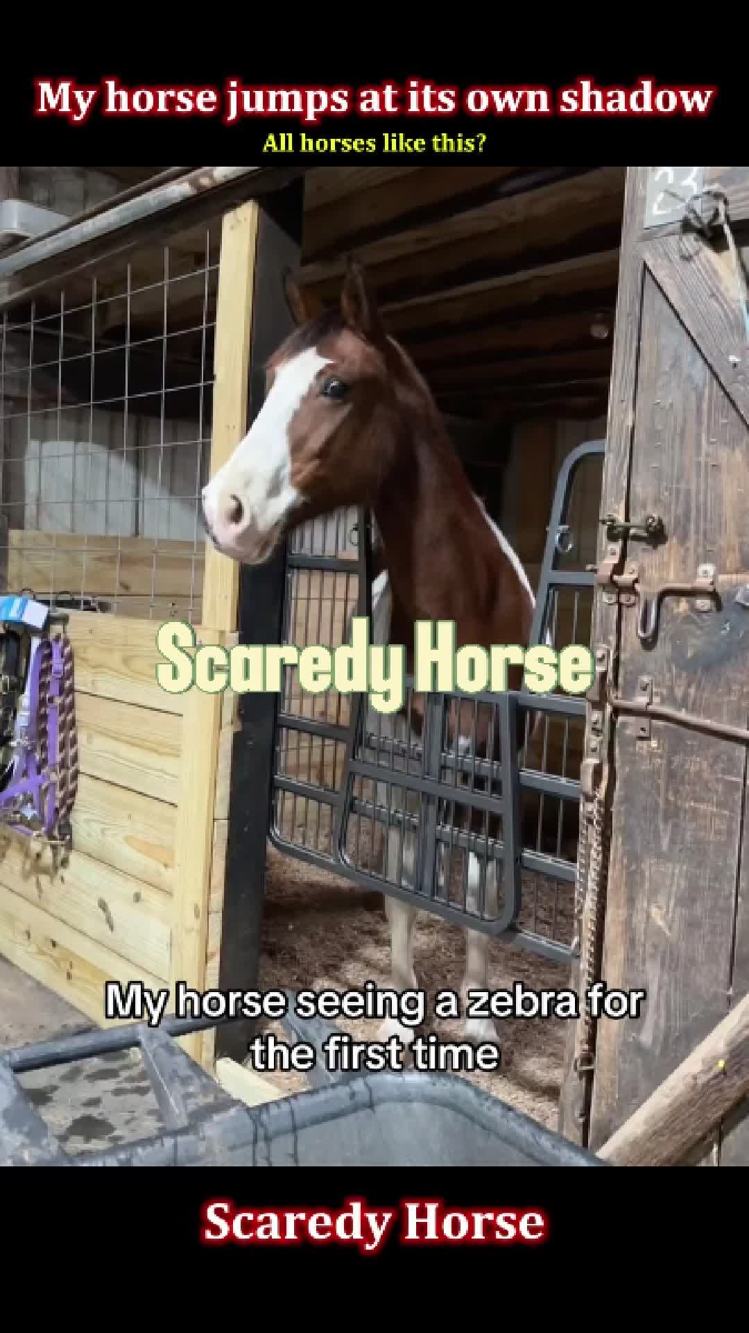 @Pet.humor5.USA
