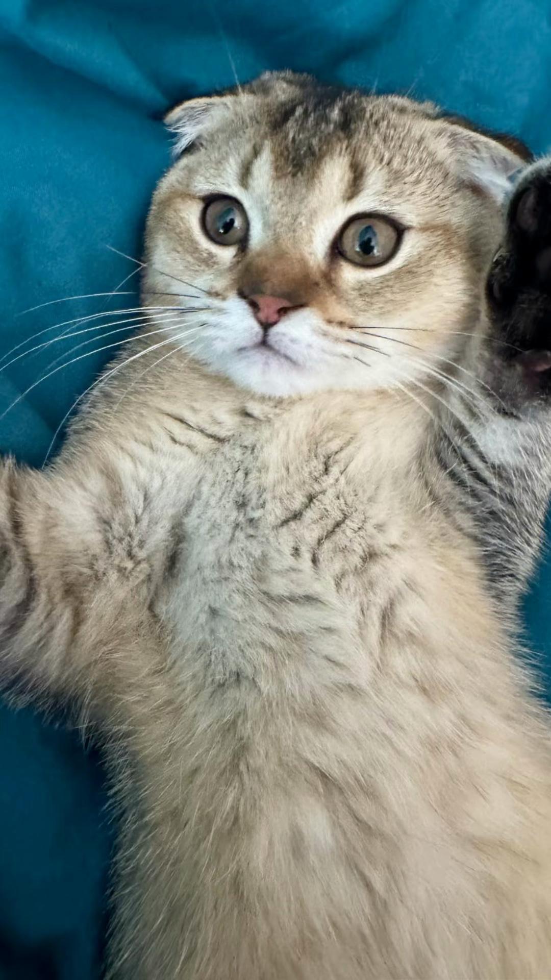 @Cat&Kittens
