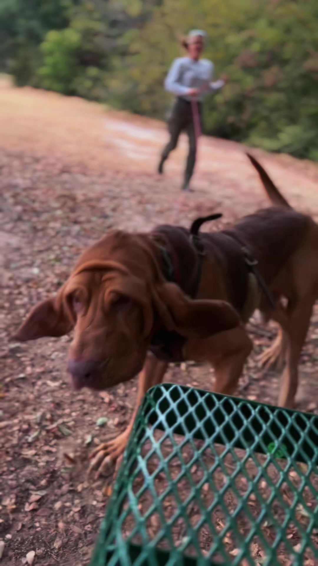 @Unschool the Dog