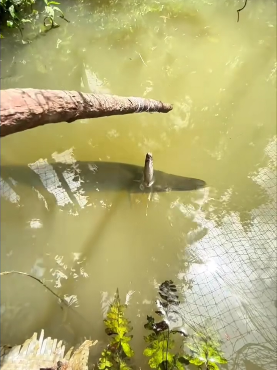 @erdin mancing