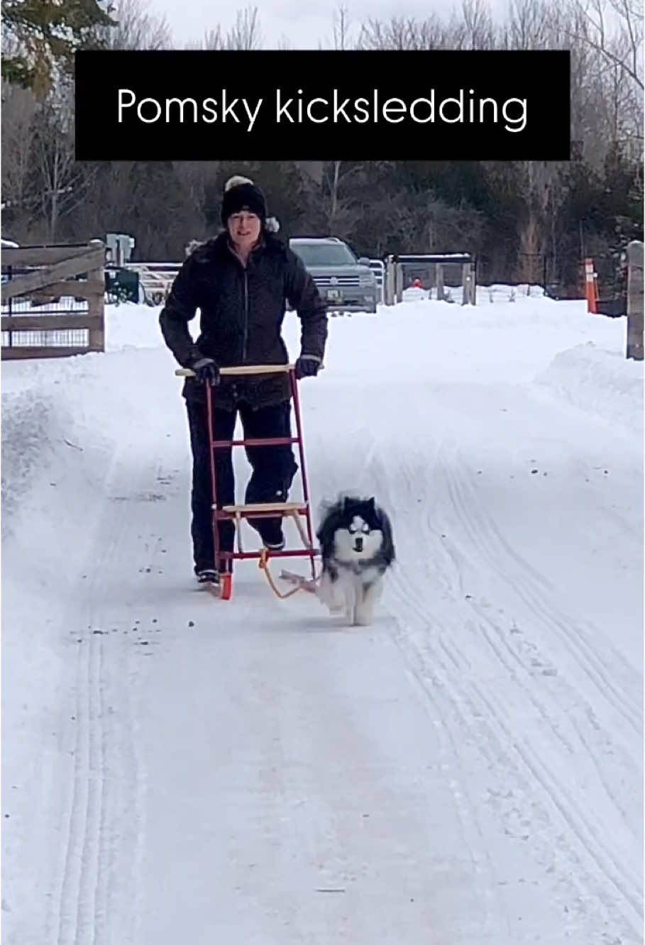 @Ontario Pomsky Puppies