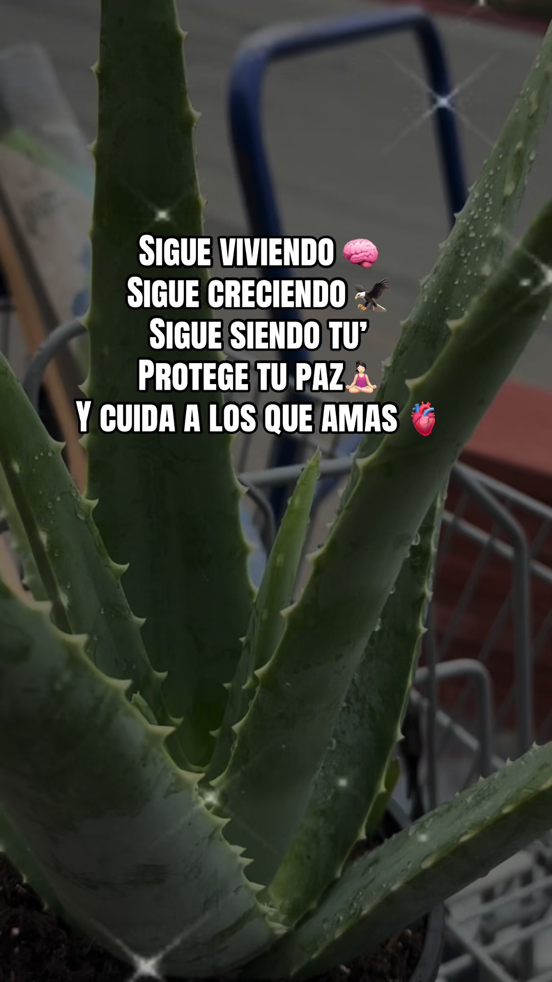@ANGELICA
