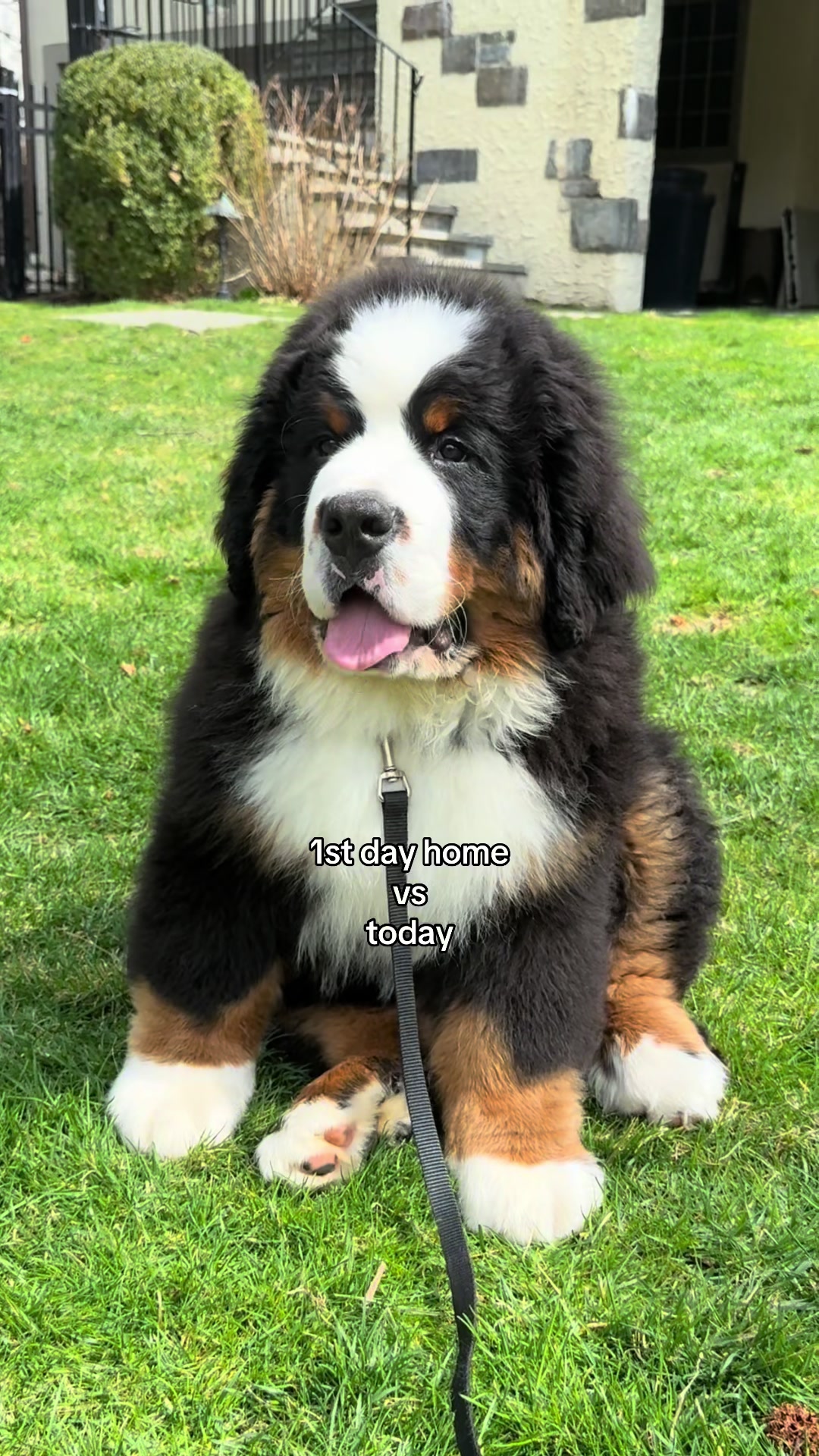 @CJ The Bernese