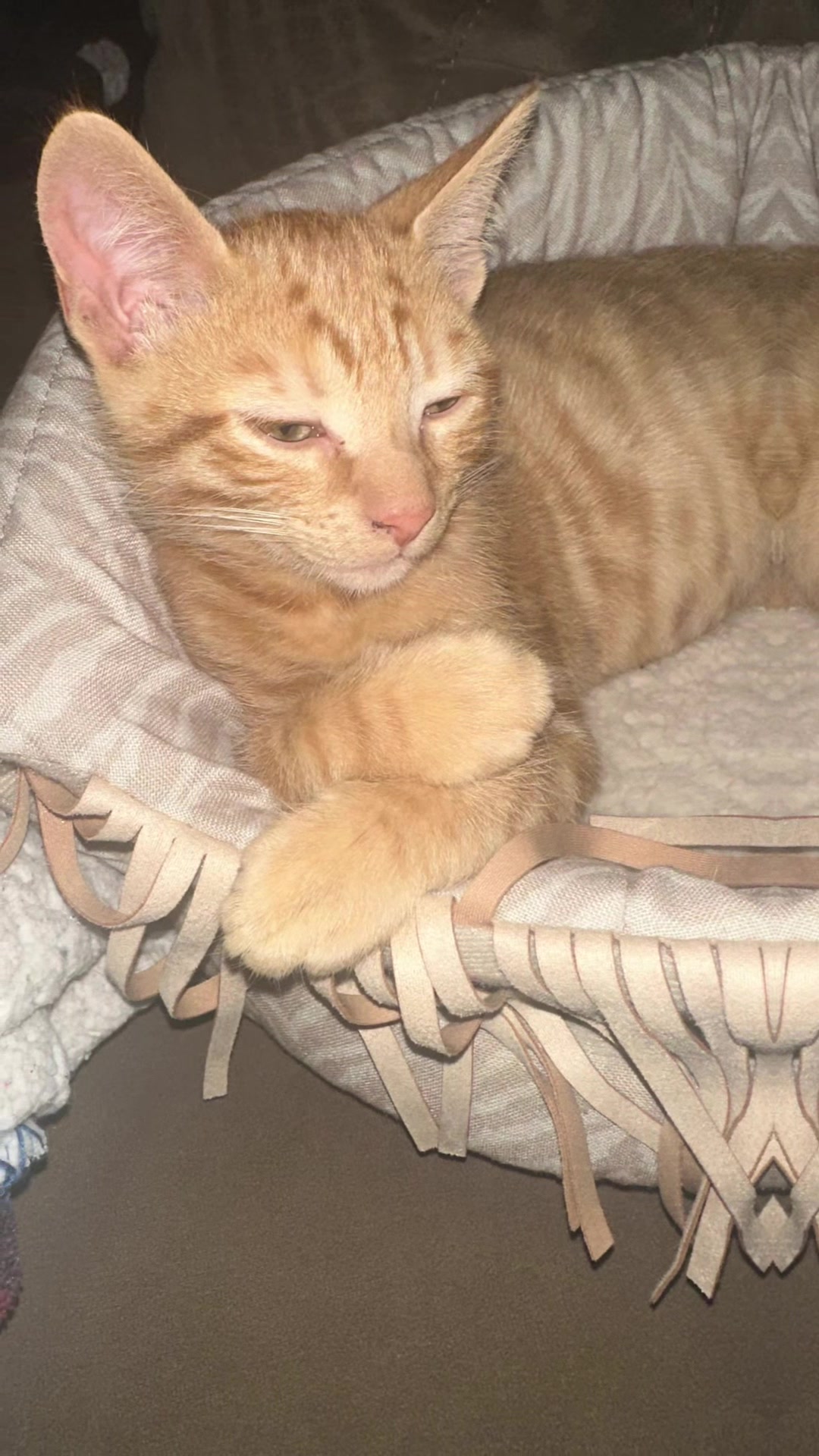 @Garfield the orange cat