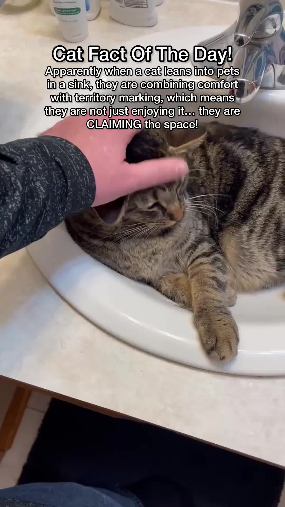 @Chip The Manx